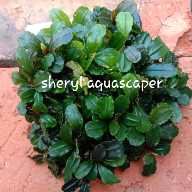 WABIKUSA Bucephalandra Sp. BROWNIE Farm Submersed