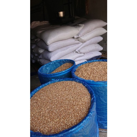 

biji gandum 10kg