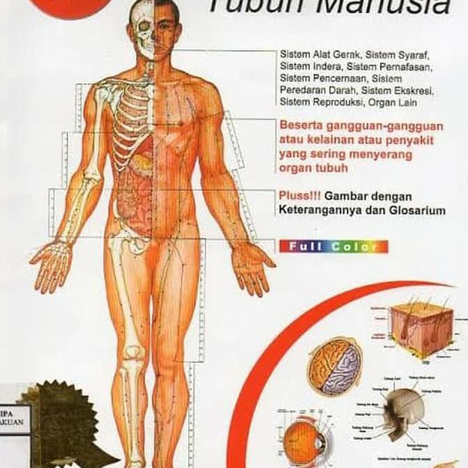 Paling Bagus 21 Gambar  Poster  Organ Tubuh Manusia  Richa 