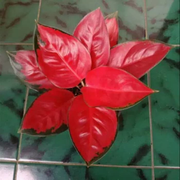 aglonema suksom jaipong merah - pohon aglonema suksom