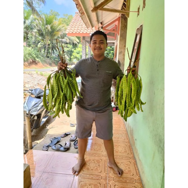 

Petai