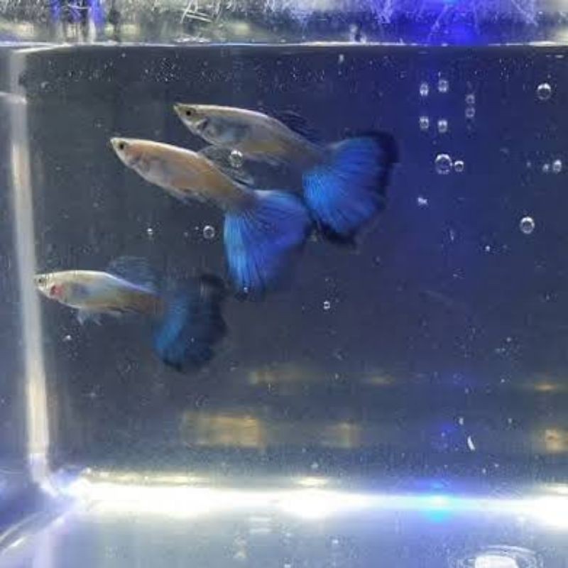 

Ikan guppy blue diamond (sepasang)