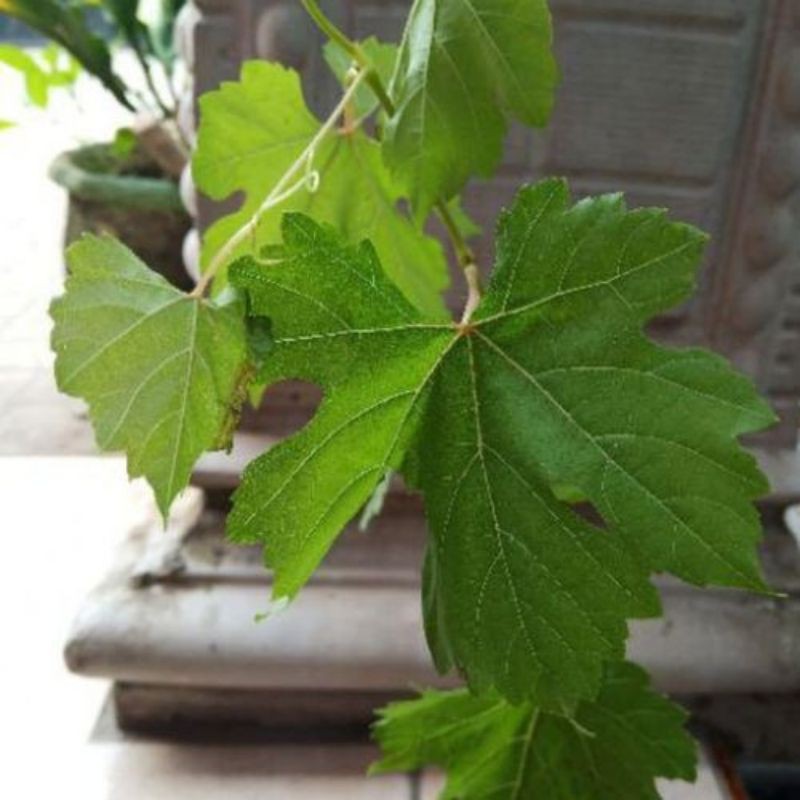 Bibit tanaman buah anggur import carnival-crv super langka