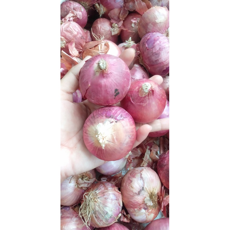 

BAWANG MERAH BESAR SUPER ASLI BATU MALANG