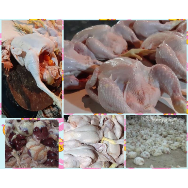 

ayampetelur