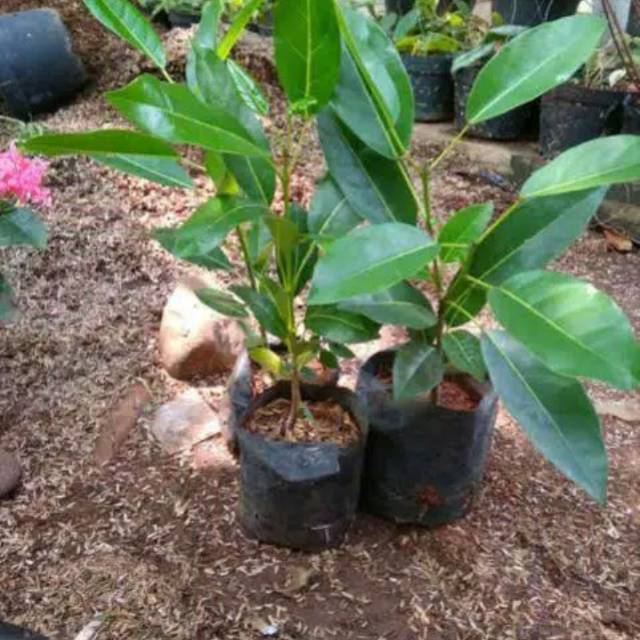 Bibit tanaman tabebuya pink / pohon tabebuya pink