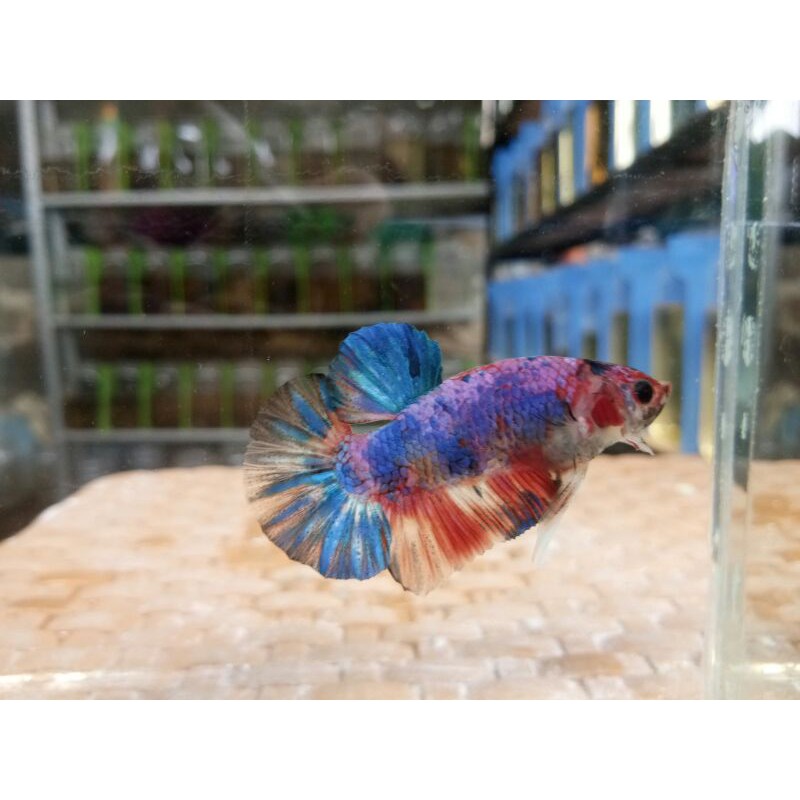 ikan cupang plakat koi galaxy multy color