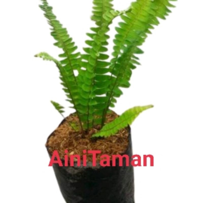 Tanaman hias paku pakis kelabang / tanaman hias pakis kelabang / tanaman pakis kelabang / pakis