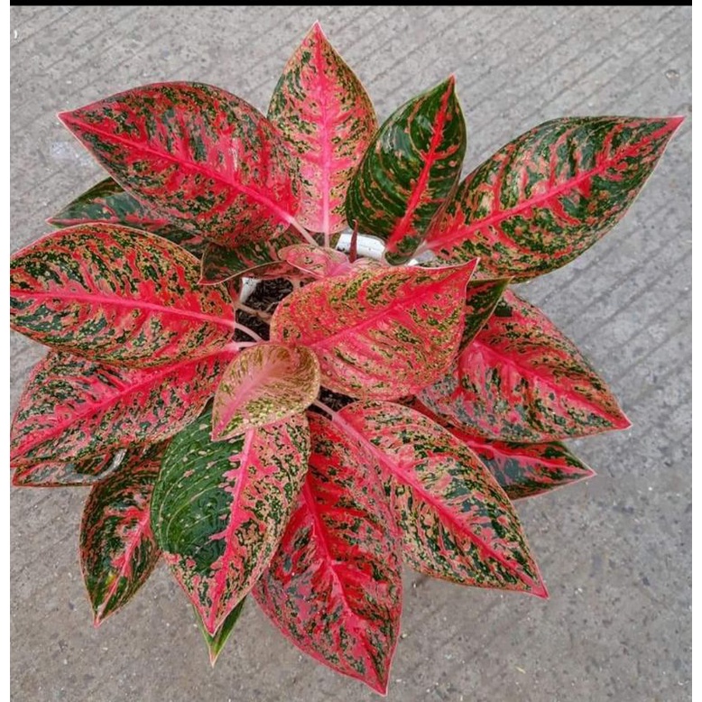 Aglonema Murah Anakan Reanita Best Seller