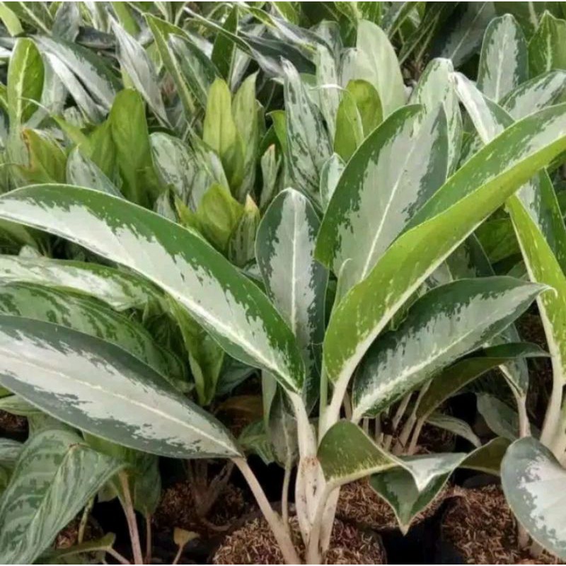AGLONEMA BLANCENG SILVER DEWASA BESAR +POT