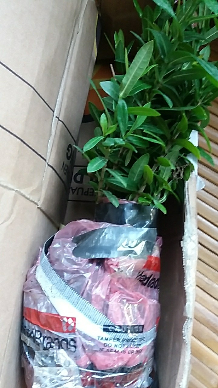 R3brn Tanaman Hias Asoka - Mix Warna - 1 Paket 4 Pohon - Mini - Bibit Murah