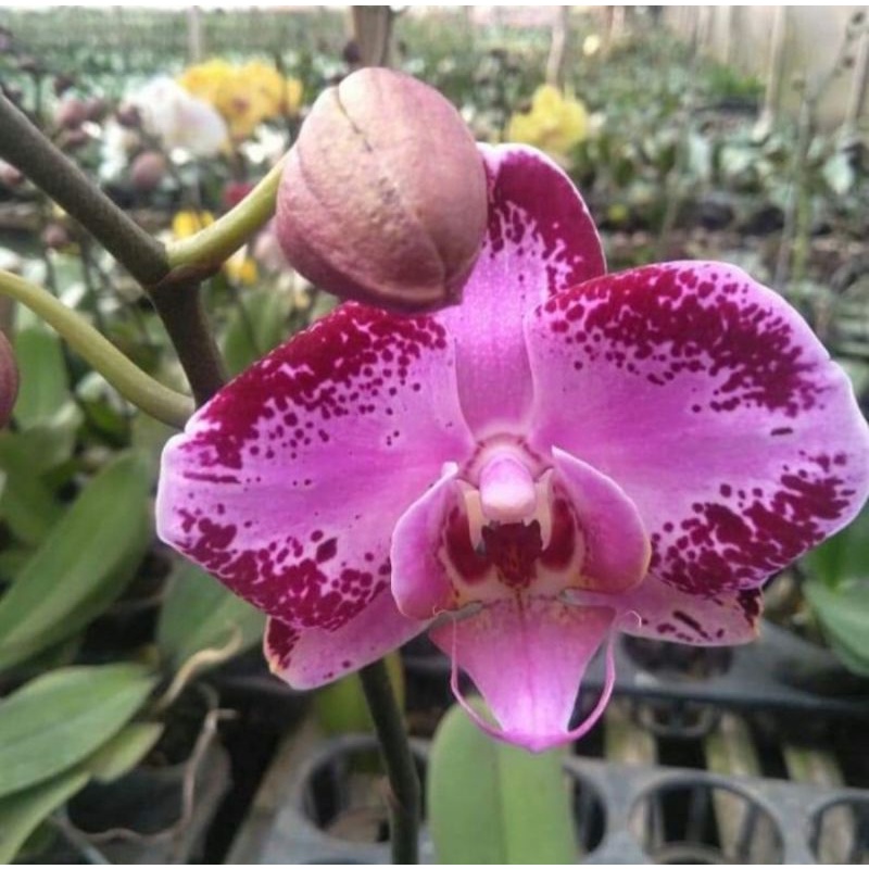 Pohon Anggrek Bulan Dragon / Merah Totol Dewasa Siap Spike