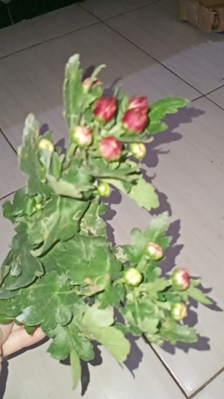 Tanaman Hias Bunga Krisan Pot Isi 5, 1 Warna