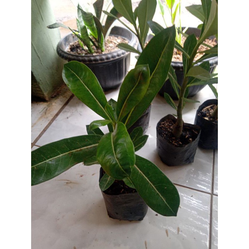 Kemboja adenium tanaman hias triping murah