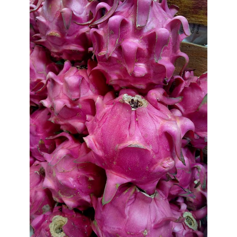 

buah naga merah