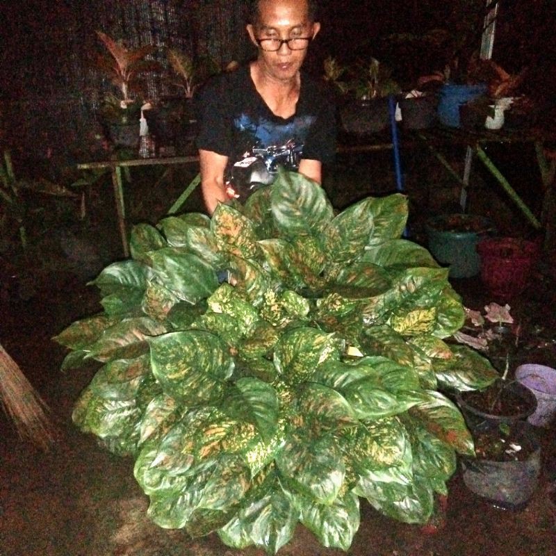 Aglonema ruby ciangmay