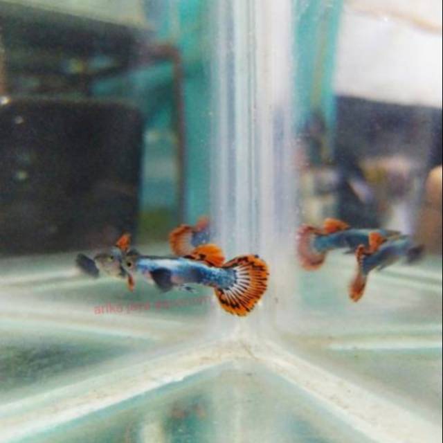 Ikan guppy platinum red mozaik dumbo ear ikan hias aquarium aquascape murah grosir ecer
