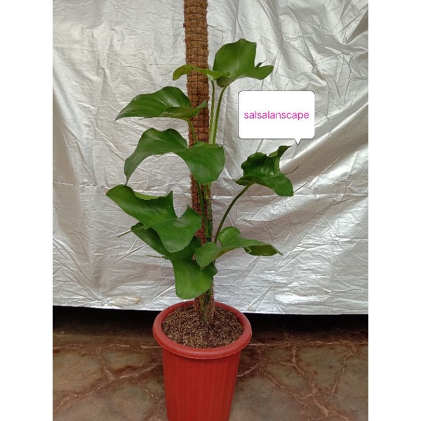 Epipremnum Skeleton key Ekor Pari Tanaman Hias