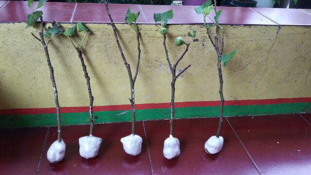 Bibit Buah Tin Verte Fc