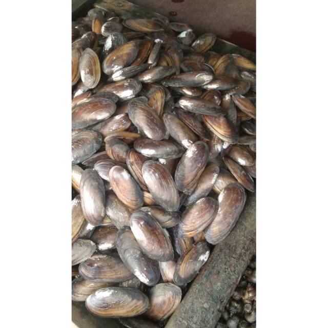 

Kerang kijing 1kg