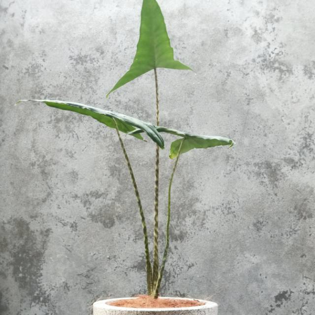 Tanaman Hias Langka Alocasia Tigrina Alocasia Zebrina Shopee Indonesia