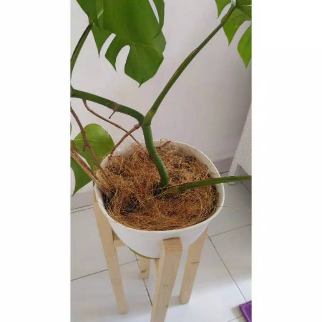 Serabut kelapa - coco fiber - ijuk kelapa - sabut kelapa