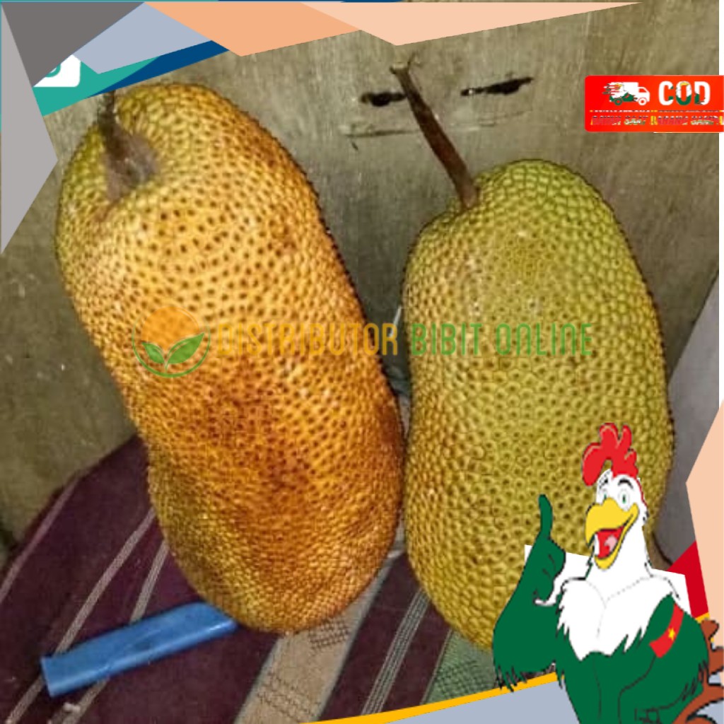 Bibit Buah Cempedak Durian Siap berbuah