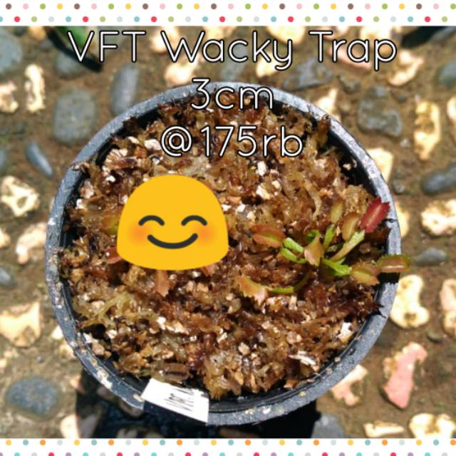 VFT Wacky Trap + VFT Alien