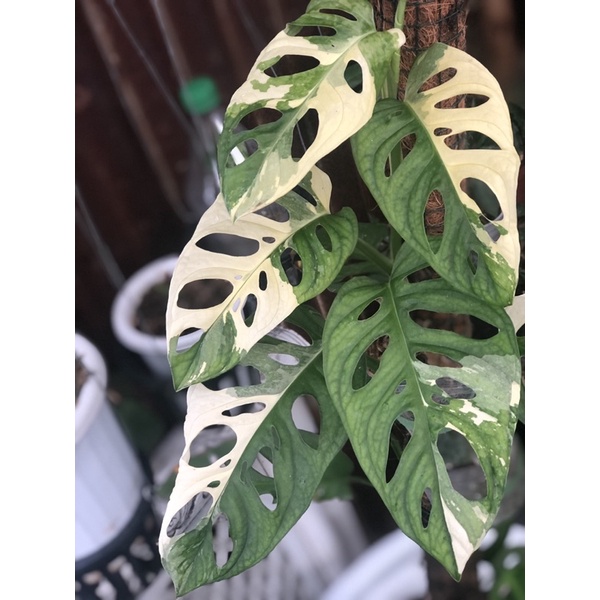 monstera lecheriana variegata / acuminata variegata