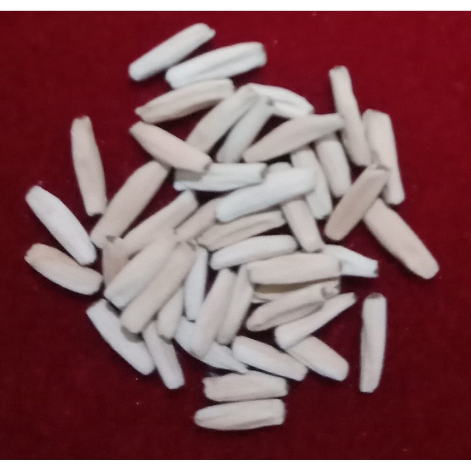 Biji/Benih/Seed Adenium Arabicum Black Giant