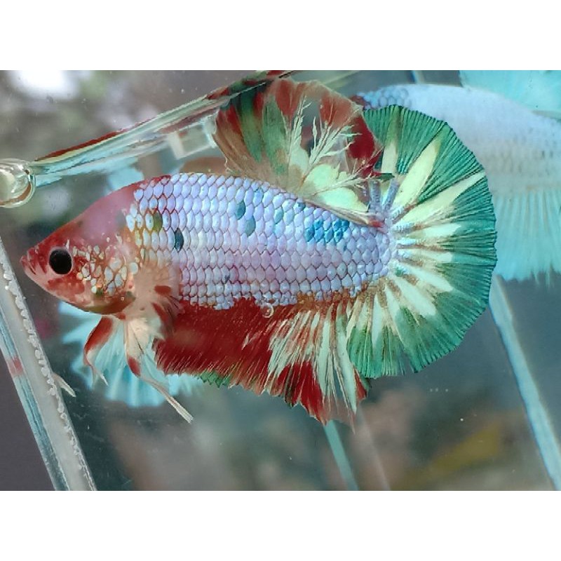 Ikan Cupang/Betta Fish/Ikan cupang FCCP