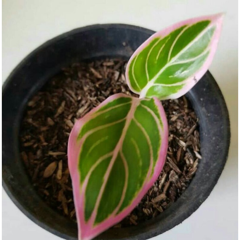 bibit anakan aglonema khanza