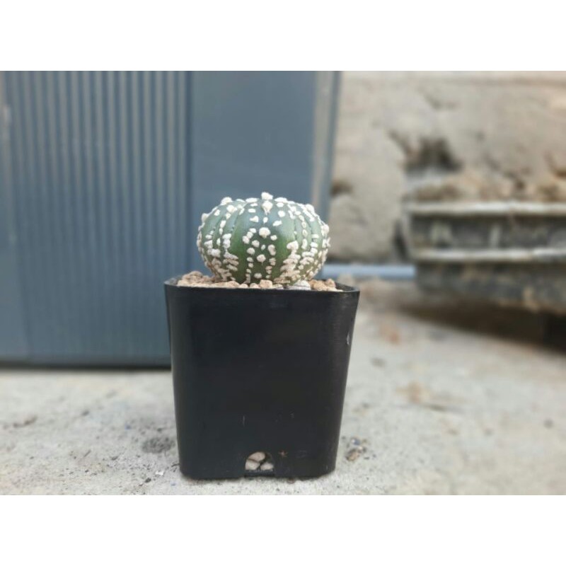 

astro kabuto 5 ribs fukuruyu