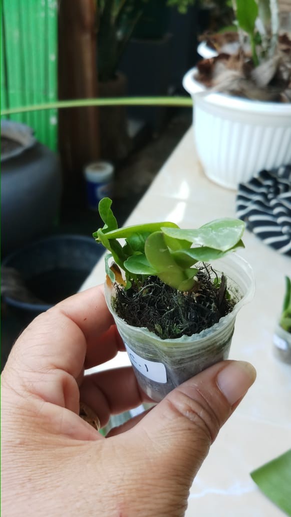 Anggrek Dendrobium Seedling Hybrid Thailand