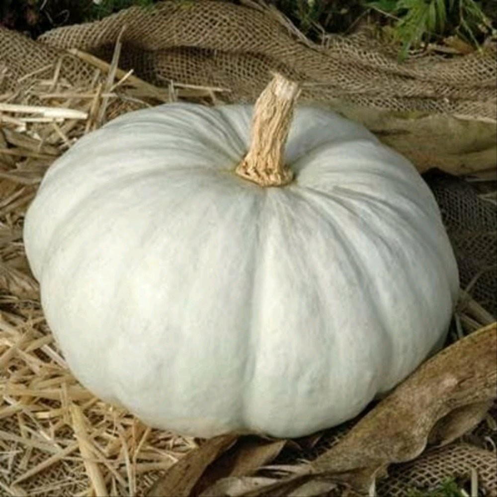 5 Biji labu KABOCHA JEPANG- KABOCA PUTIH