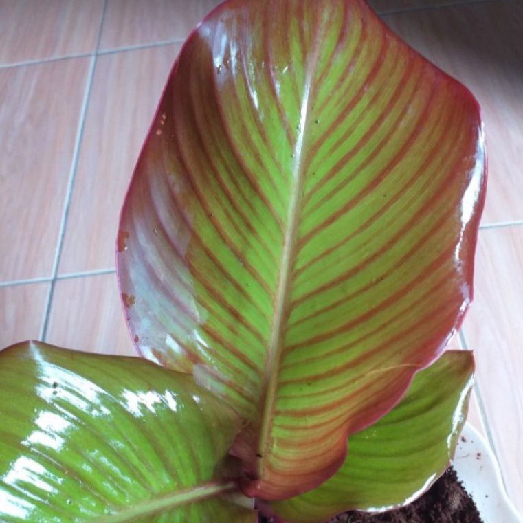 Tanaman hias bibit ganyong merah organik non kimia