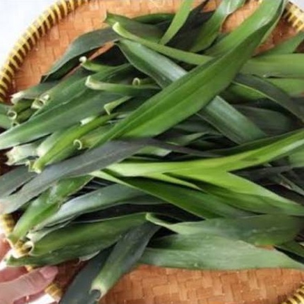 

Daun Suji/ Pudak/ 200gr