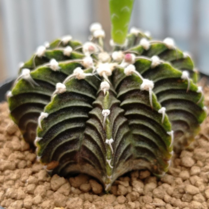 gymnocalycium lb 2178 original KAKTUS SUKULEN TANAMAN HIAS