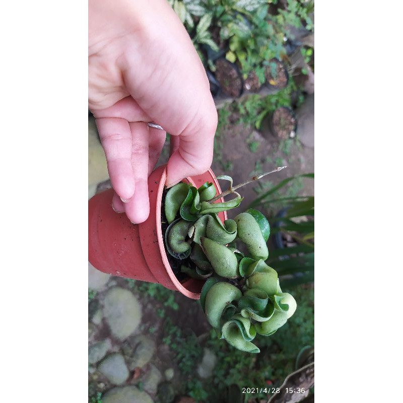 Hoya Compacta Hoya carnosa compacta Hoya Compakta  Hindu rope plants