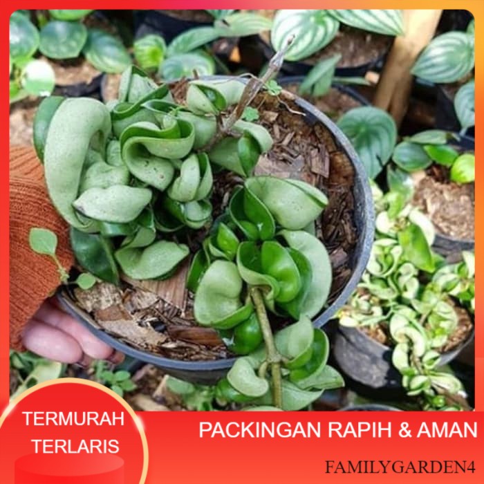 MURAH tanaman hias hoya compacta -hoya compacta Terlaris