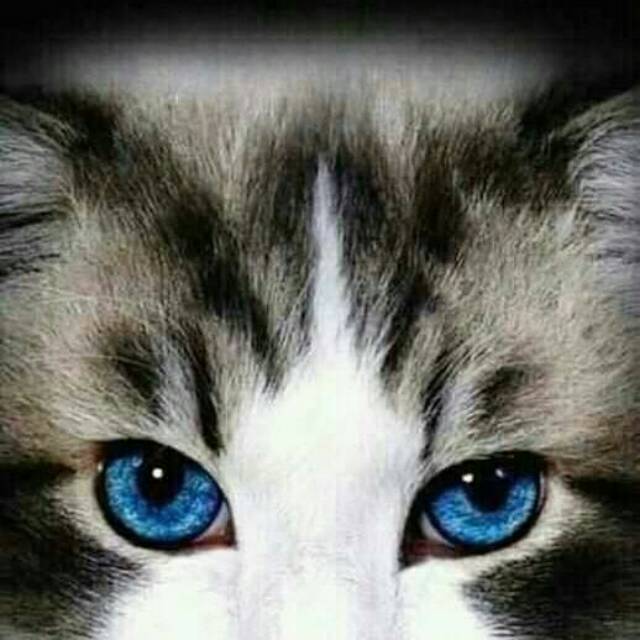 cimoncellicimoncelli