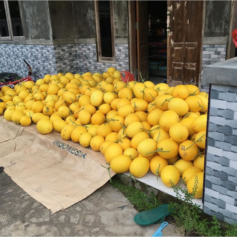 3 biji - Benih Melon Golden ALISHA F1 - Panah Merah, sangat manis, crunchy