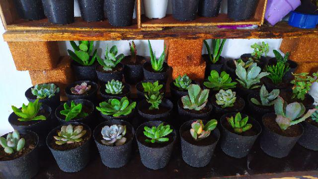 Kaktus Sukulen Paket 50 Pohon Bonus 50 Pot