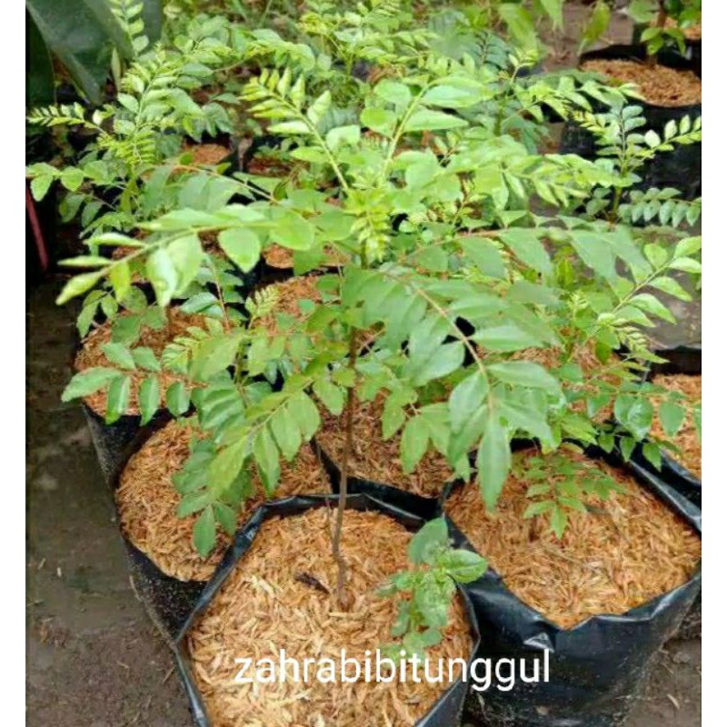 Bibit salam koja daun kari