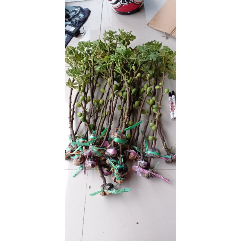 bibit tanaman buah tin aneka varian.. bibit dari induk yg sudah prodksi buah..-7