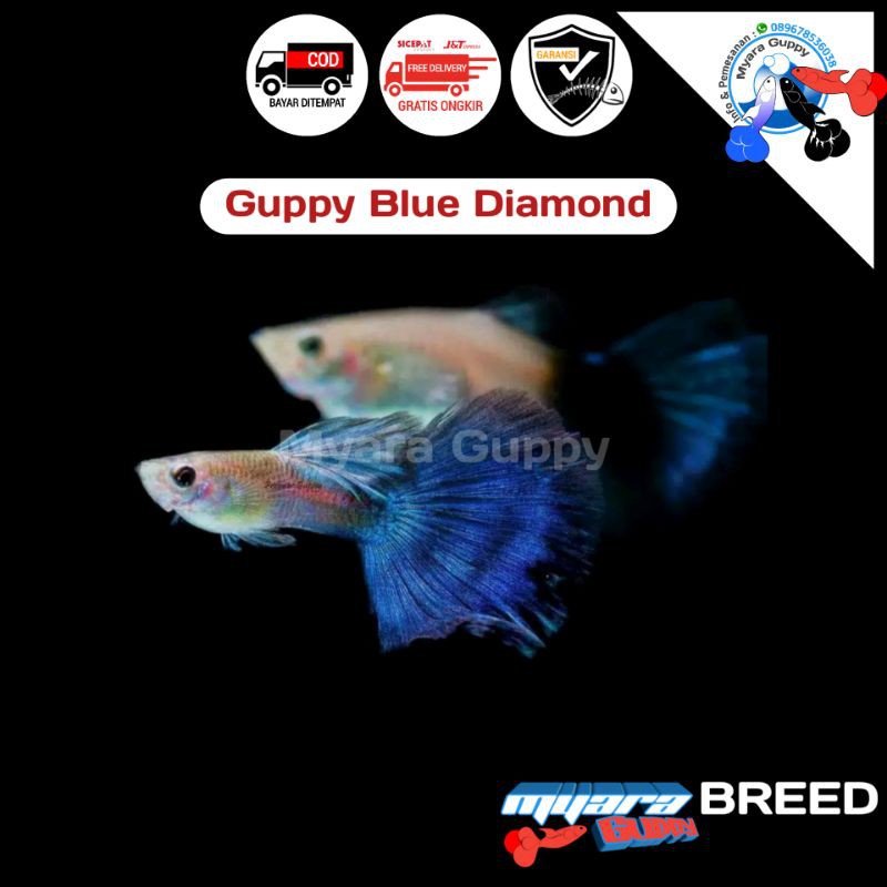 Ikan Hias Guppy Blue Diamond