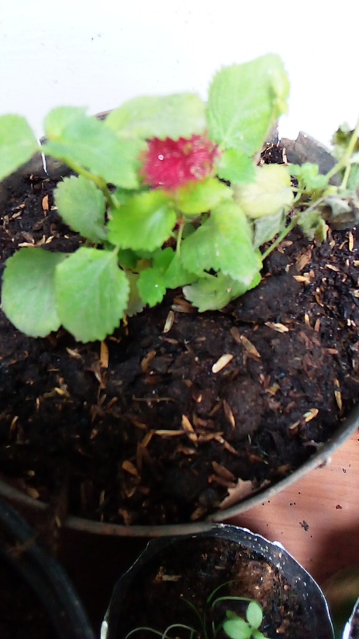 Tanaman Gantung Acalypa Ulat Merah