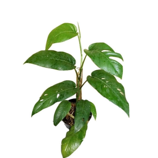 tanaman hias, anakan stek, bonggol, ekor naga