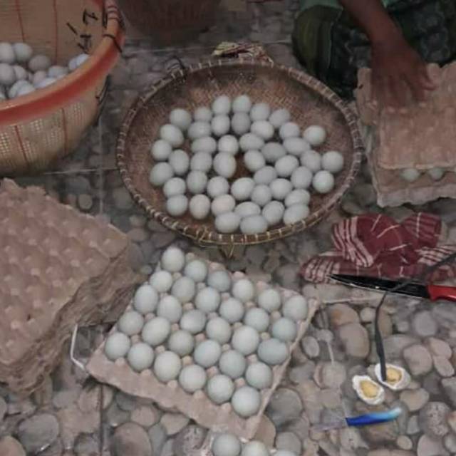 

Telor asin
