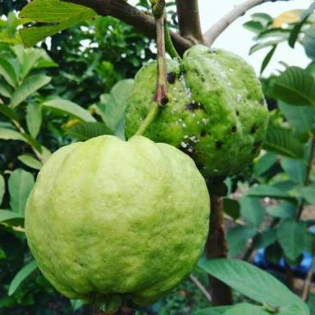 bibit jambu kristal siumik hasil okulasi BIBIT JAMBU SIUMIK PALA cepat berbuah